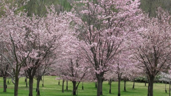 桜を探して その3