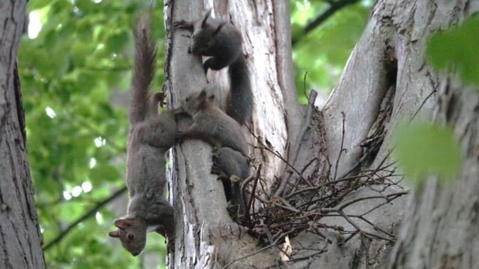 ハナちゃんママ3度目の引っ越し