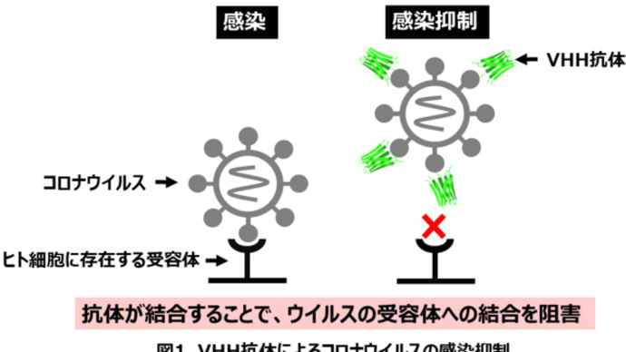 北里大学大村智記念研究所片山和彦教授らの研究グループが新型コロナウイルス(SARS-CoV-2)に対して感染抑制能(中和能)を有するVHH抗体の取得に成功 -- 北里大学
