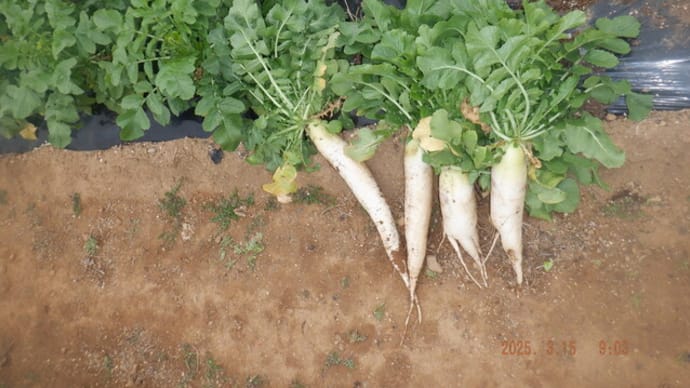 雨前に野菜収獲5種類 ユリ3種類目の発芽