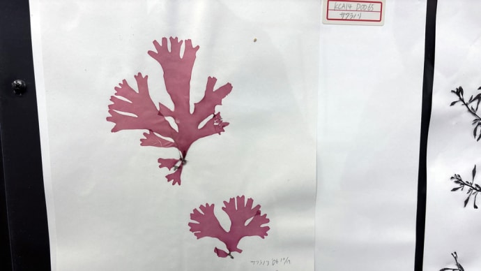 海藻も押し花の標本のように出来るんだ