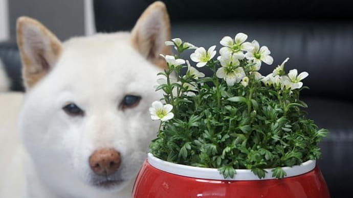 可愛いクモマグサの花