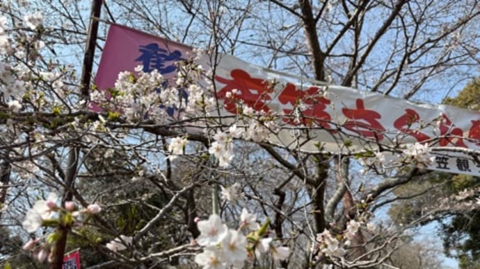 衣笠山公園 桜の開花状況 2025年3月27日