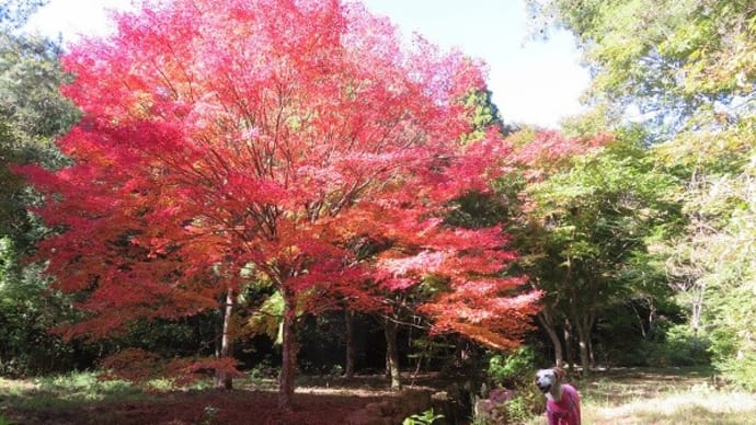 紅葉の季節@再度公園あたり♪