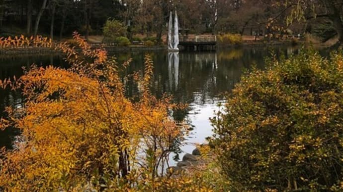 氷が張ってなかった石神井公園・・🐥✨