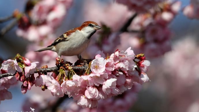 100%花車・・・ニュウナイスズメ