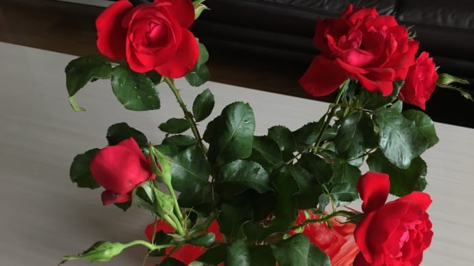🥀 昨日、棘を取る暇がなくて 、、、 きょう薔薇の花は生けましたよ。