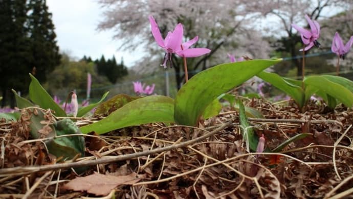 下田沢かたくり園の花だより《2019年》