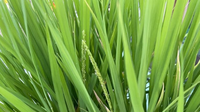 稲穂ができ始めました。