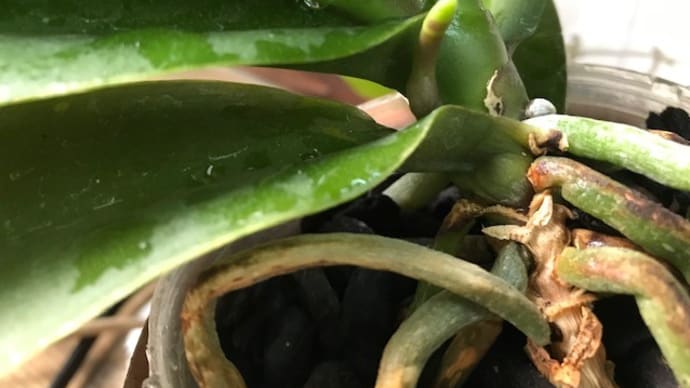 植物もご苦労様 タイヤ小売専門店イマージン!
