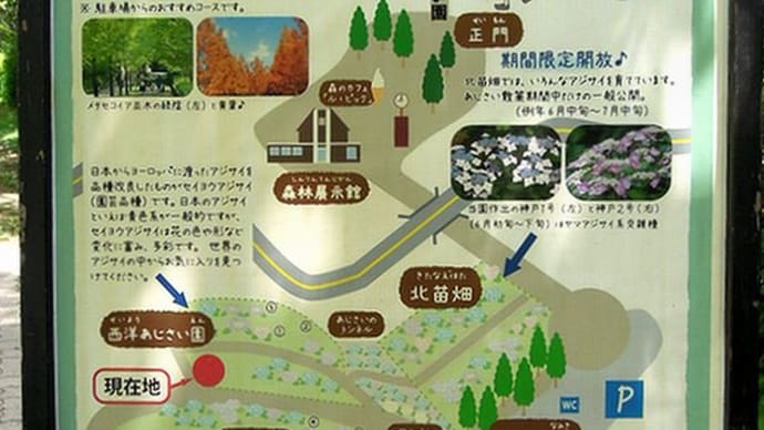 神戸市立森林植物園 ⑥西洋あじさい園「花好きの健康ハイキング」完