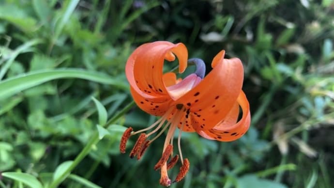 八方尾根の高山植物