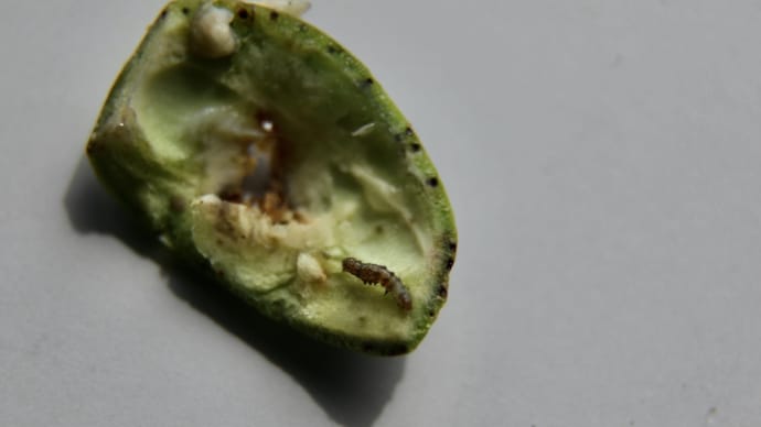 綿の実(コットンボール)に穴が