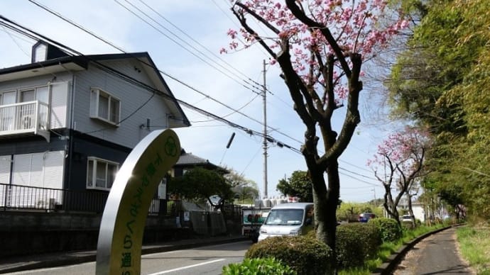 「下原やえざくら通り」の「八重桜」を撮る!!