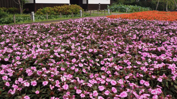 花久の里の花
