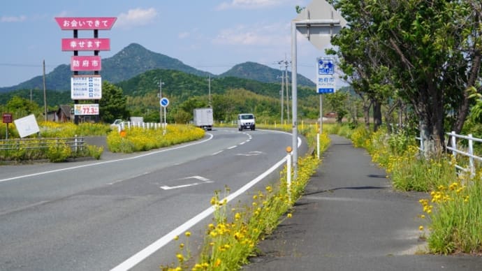 オオキンケイギクの恐怖