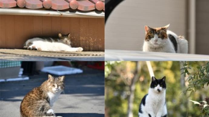 ニャン月ニャン日