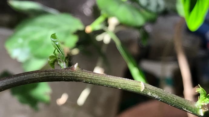 パッションフルーツに新しい芽が