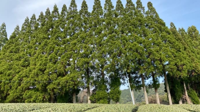 新茶前の防除