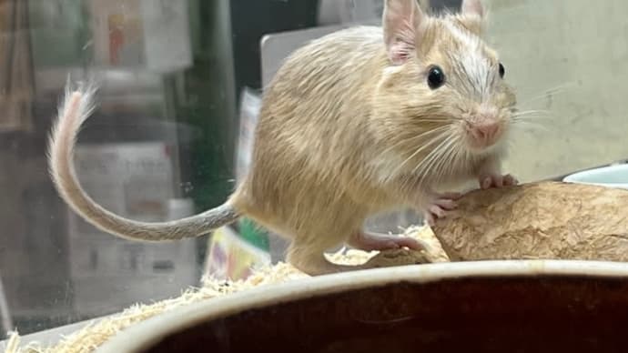 ●デグー牧場にデビュー中‼️●