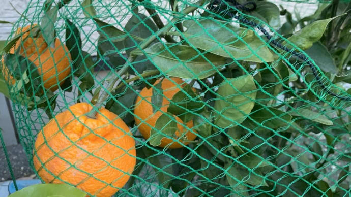 歳をとるほどに人様の厚情が沁みます