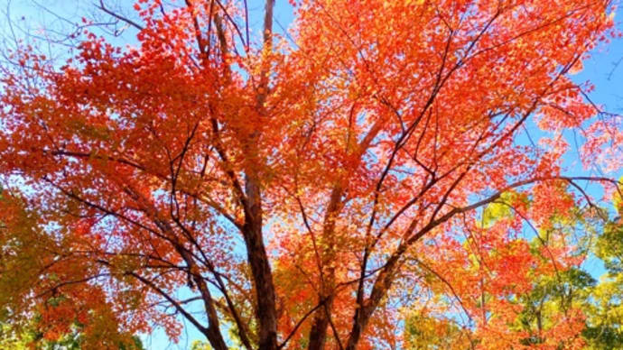 落葉の千里南公園 青春とは