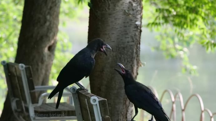 カラスの子 ベンチでおしゃべり?