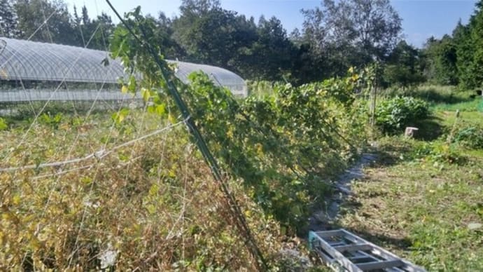 菓子から除草剤検出