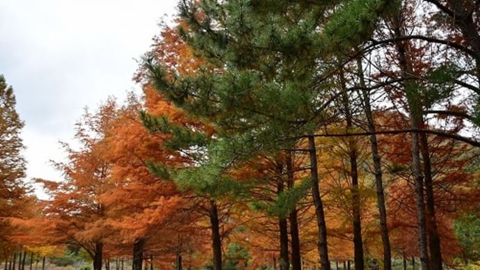 小野公園 紅葉(三田市)