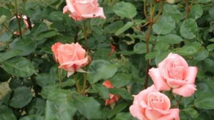(I Never Promised You a) Rose Garden