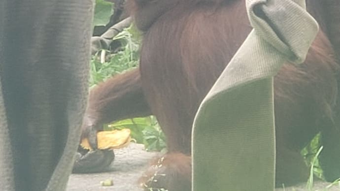 札幌円山動物園 オランウータンの赤ちゃん 弟路郎パパ×レンボーママ=令斗