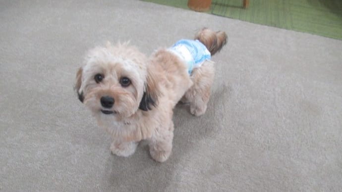 2023/04/03 犬の幼稚園BuddyDog