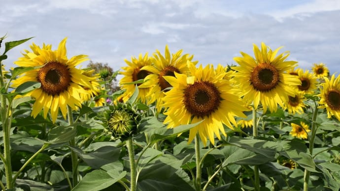 コスモス狩り 群馬県高崎市 第22回鼻高展望花の丘コスモス祭り(6)ひまわりとコスモス