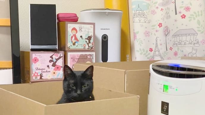 逃げ隠れタイプの猫