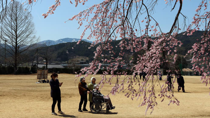 飯田市 旧山本中学校杵原学校の桜 9