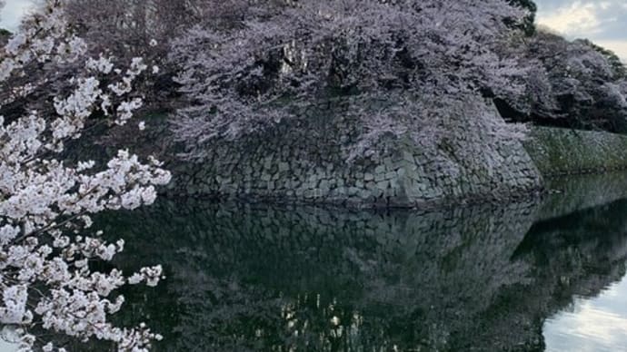 彦根城の桜