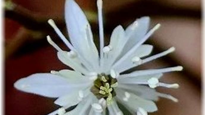 セリバオウレンの花・・・2025