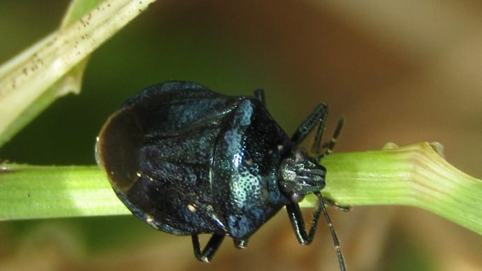 ルリクチブトカメムシ230525