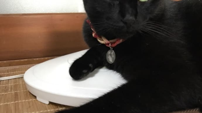 扇風機の足下には黒猫