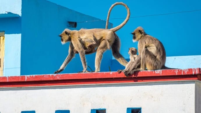 猿によるスマホスリ　観光客が物々交換で取り戻す