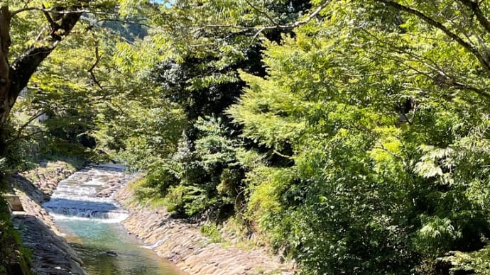 桂川と竹林
