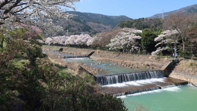 小田原から西伊豆へ 2 早川堤