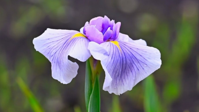 02/Jun 公園の花菖蒲と紫陽花と日向水木とカワセミ