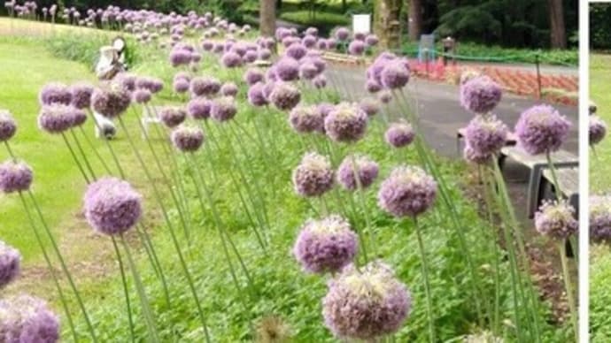 久しぶりの森林公園