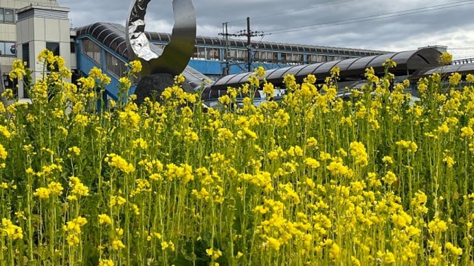 菜の花の咲く駅で~房総ドライブ