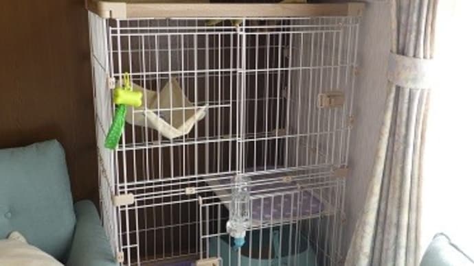 ロクが正式譲渡になりました!