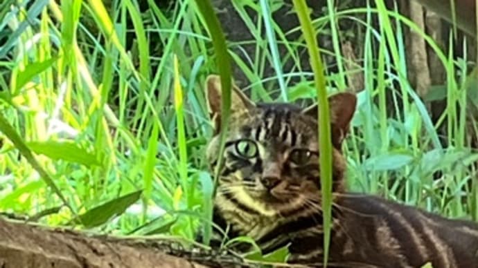 見つめあったのは…