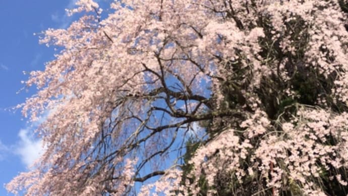 西光寺近くの神社の枝垂れ桜