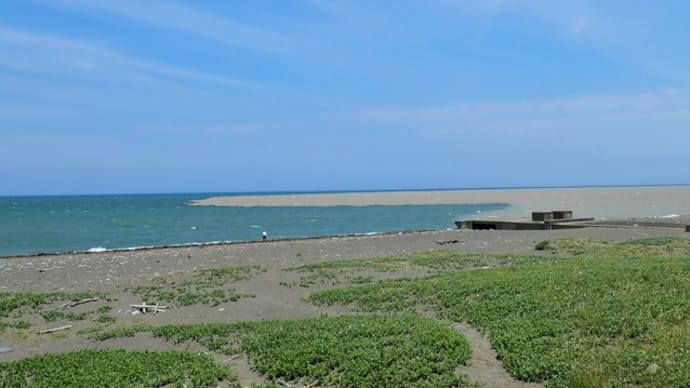 海で謎の生物発見!