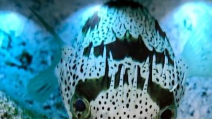 ユニークなお魚たちの顔に注目